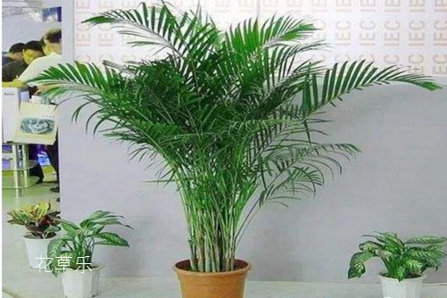 干大枣泡水——亚洲色欲色一欲www，探索摄影艺术的无尽魅力